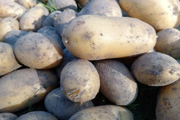 Как сохранить картошку до весны: ошибки, которые портят урожай