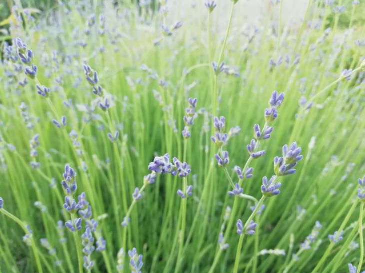 Как восстановить почву за один сезон: растение-сидерат, которое творит чудеса