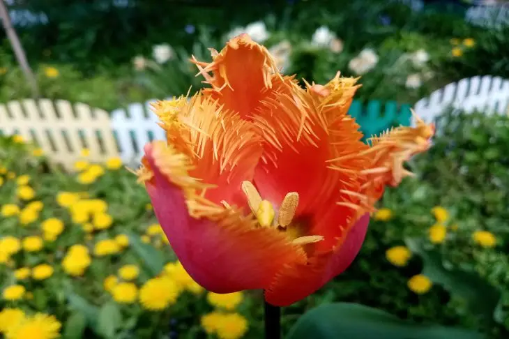 Как выбрать луковицы тюльпанов: ошибки, ведущие к слабому цветению