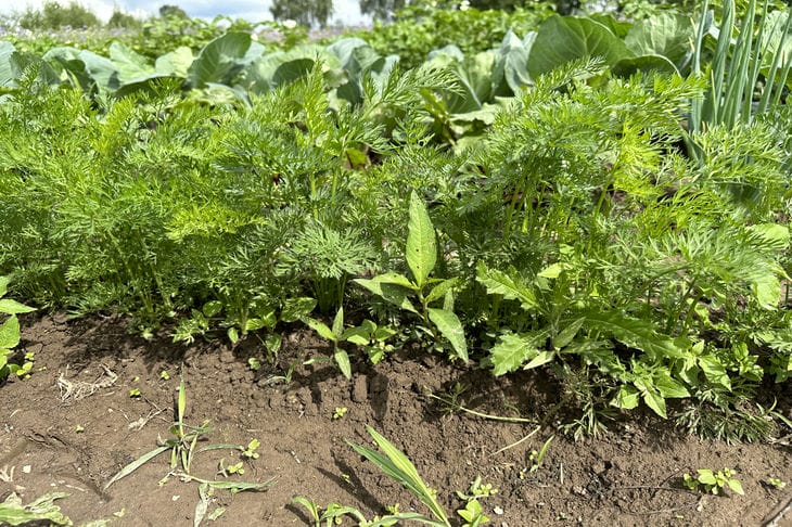Как защитить морковь от морковной мухи: вот какое растение надо посадить рядом