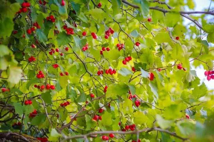 Какой сегодня праздник: 23 июля 2025 года