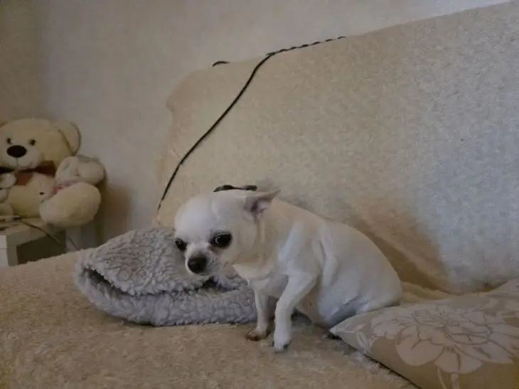 Кинолог раскрыл правду: почему ваша собака на самом деле спит на вашей кровати