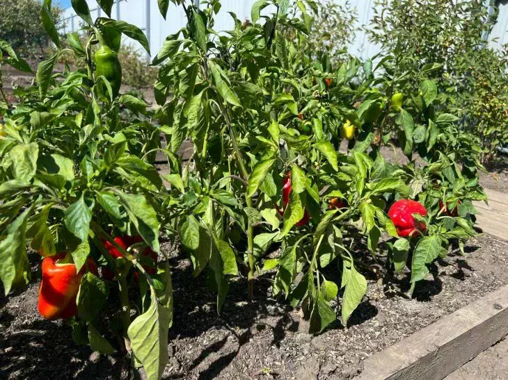 Ленивым дачникам посвящается: 5 способов сделать участок крутым, не отрываясь от шезлонга