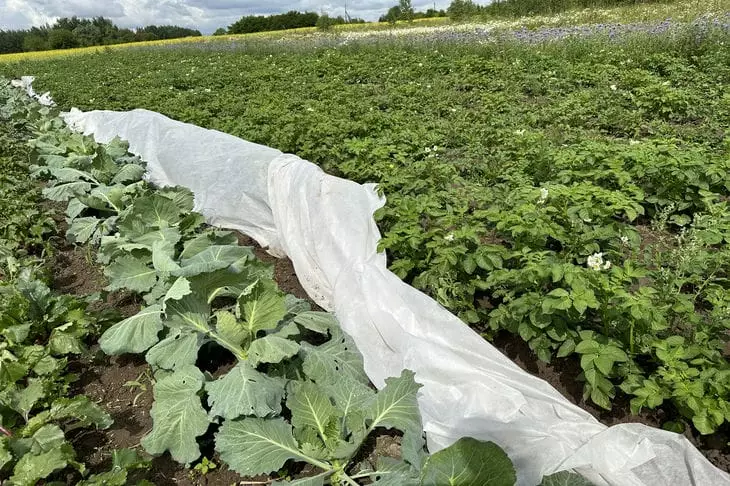 Лунный календарь врет: настоящий секрет посадки раскрыт случайно
