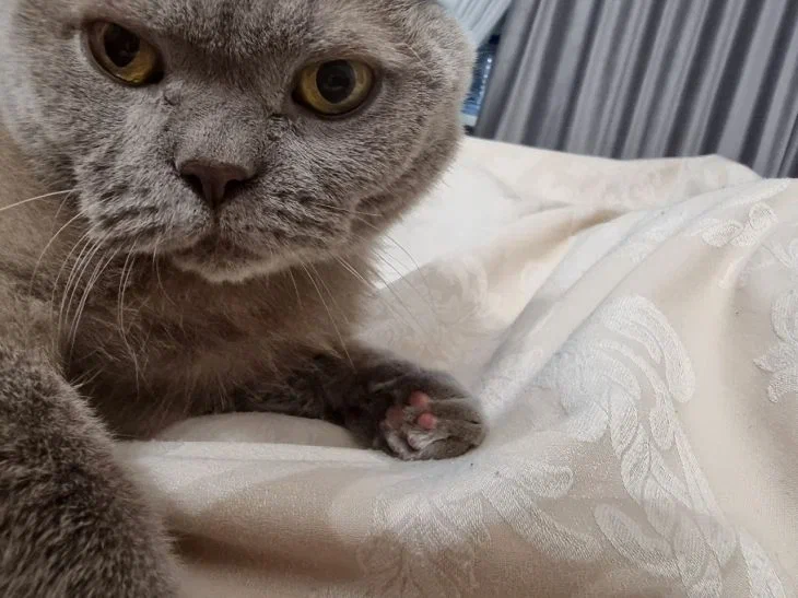 Можно ли давать кошке сметану и колбасу, если она очень их любит: у всех ветеринаров одно мнение по этому поводу