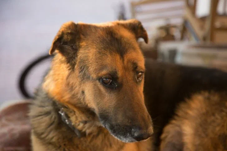 Можно ли заводить вторую собаку: вот к чему должен быть готов владелец