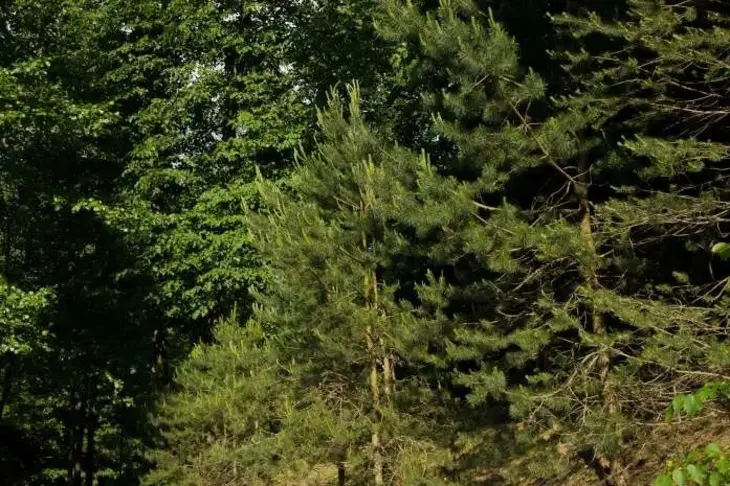 Ни ногой: в каких районах Беларуси действует запрет на посещение лесов