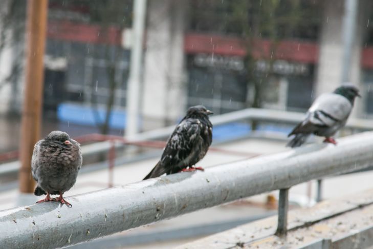 Очень холодно, дождливо и ветрено будет в Беларуси 30 сентября: о чем еще предупредили синоптики