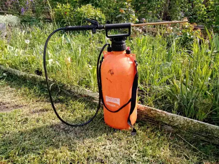 Они крадут ваш урожай! 3 необычных способа избавиться от вредителей без химии