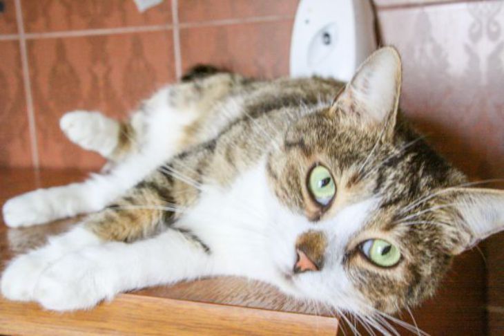 Они ненавидят ваши объятия: почему собаки и кошки терпят, но не любят эти проявления ласки