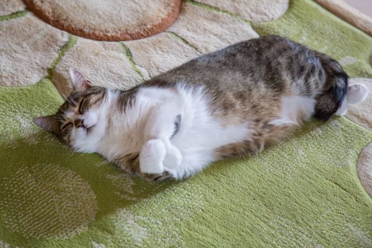 Они видят вас насквозь: скрытые способности собак и кошек, о которых вы не подозревали