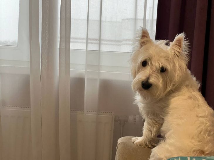 Они знают, когда вы вернётесь: как животные предсказывают будущее