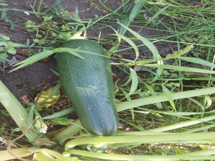 Ошибка, которая превращает ваш урожай в яд: никогда не сажайте эти культуры рядом