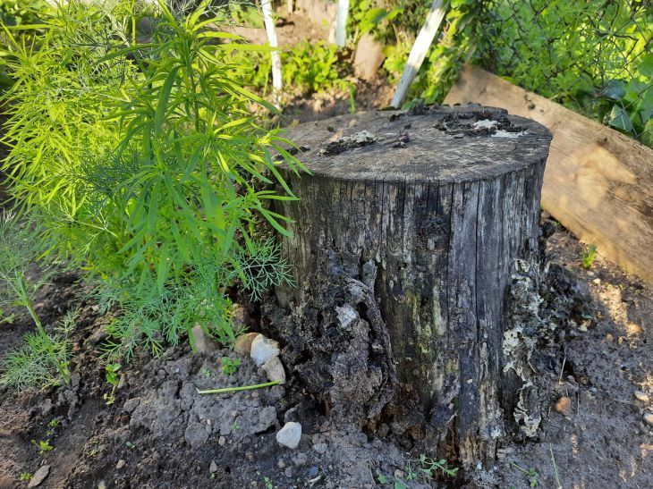 Пень на участке? Проблема решается очень просто: эффективный метод от опытных лесничих