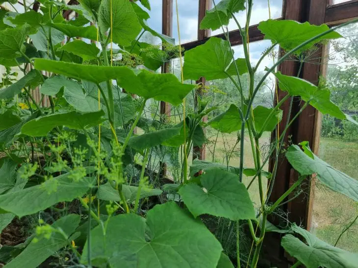 Почему дождевые черви — не всегда добро: как их избыток в парнике вредит корням огурцов