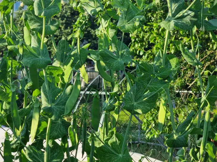 Почему горох нельзя сажать после бобов: правило родственников, о котором все забывают