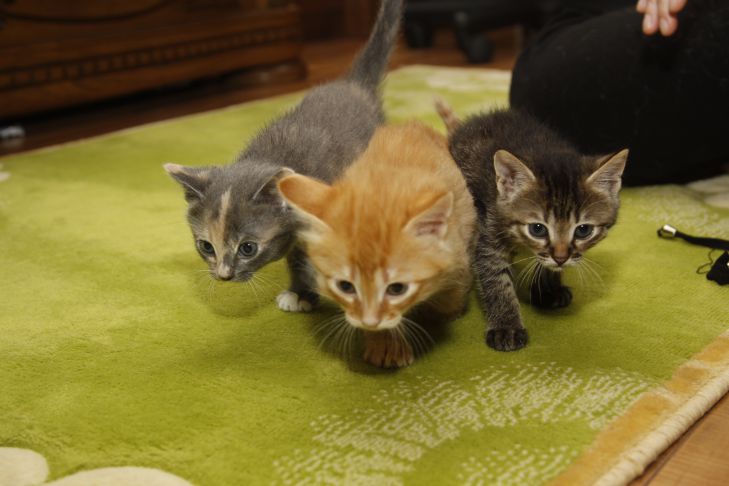 Почему коты прячутся, когда к вам приходят гости: главная причина вовсе не в страхе