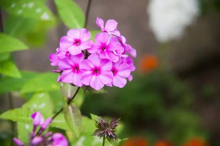 Почему купленные флоксы не приживутся: есть только один способ превратить дохлый цветок в шедевр