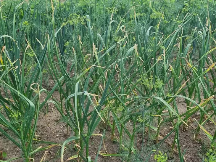 Почему опытные дачники сажают чеснок в «бутербродах»? Секрет идеального урожая