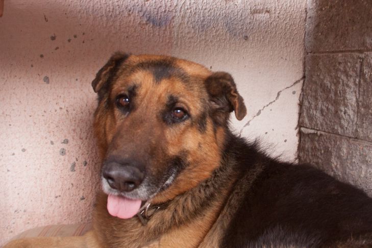 Почему собака не ест при вас: скрытая эмоция, которую легко пропустить