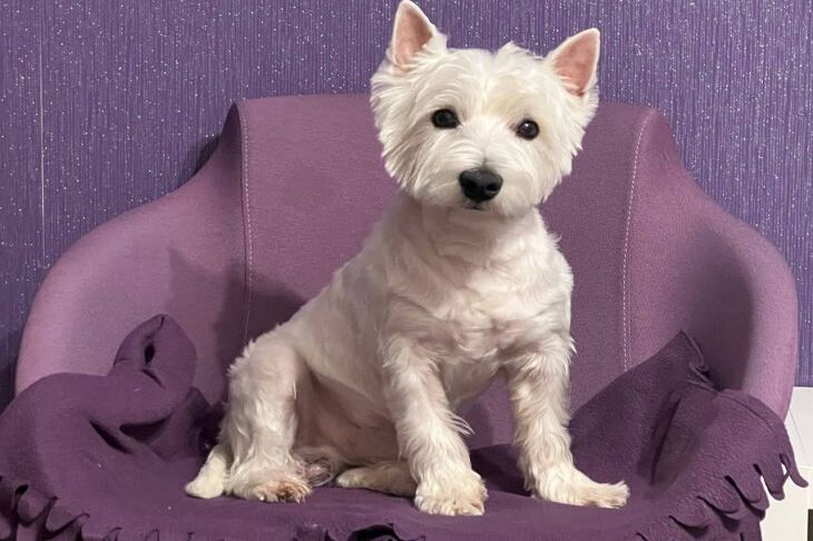 Почему собаки роют перед тем, как лечь спать: загадки собачьего поведения