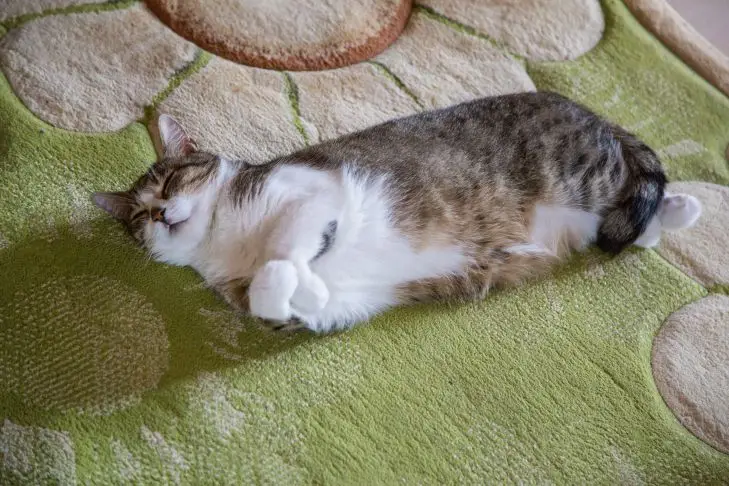 Почему ваш кот спит в ногах: ответ зоопсихолога заставит вас плакать