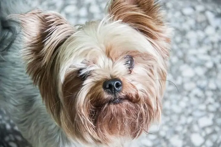 Почему ваш пес боится зонтов или пакетов: объяснение странных собачьих фобий