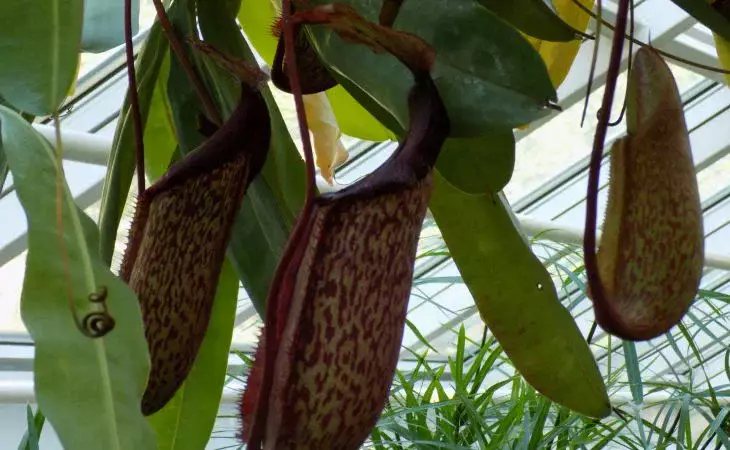 Почему ваши цветы не хотят жить дружно? Неочевидные причины конфликтов между растениями