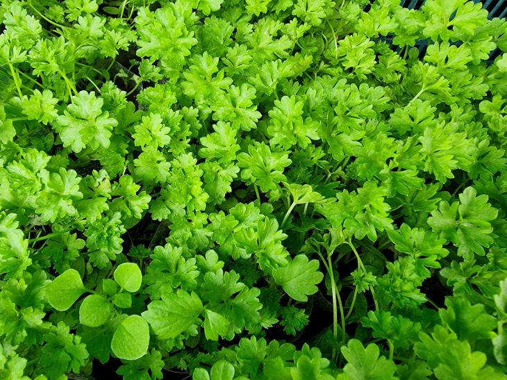 Почему вы неправильно храните зелень? Этот способ сохранит ее свежей на 2 недели