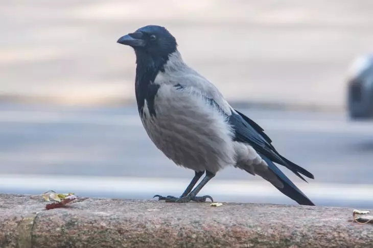 Погодные приметы на 26 мая 2025 года: почему сегодня стоит обратить внимание на ворон