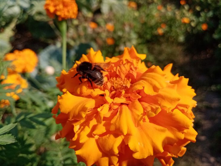 Посадите вокруг участка это растение: и забудете о надоедливых вредителях навсегда