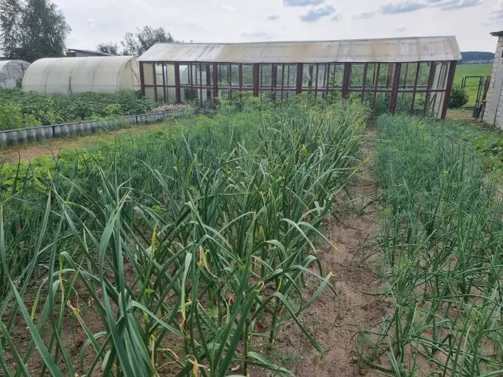 После чего нельзя сажать чеснок: одна ошибка, которая оставит вас без урожая на 3 года