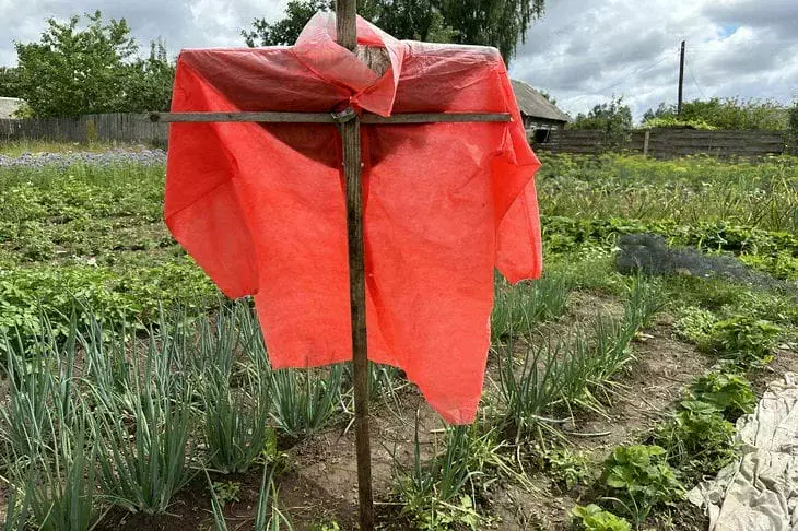 Птицы над вами смеются? Как сделать пугало страшнее – оно будет сниться пернатым в кошмарах