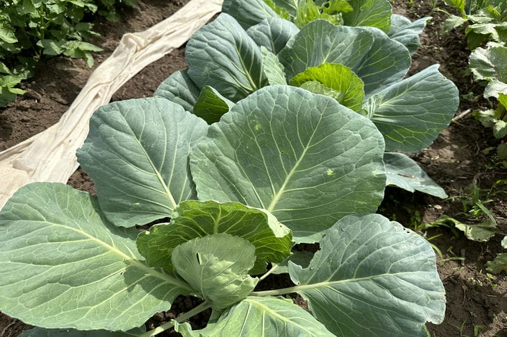 Рядом с чем сажать капусту, чтобы ее не съели: гениальный тандем для защиты от вредителей