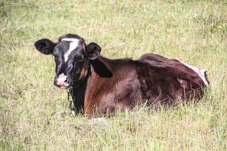Руководителей предприятия АПК в Сенненском районе будут судить за служебный подлог: завышали показатели надоев