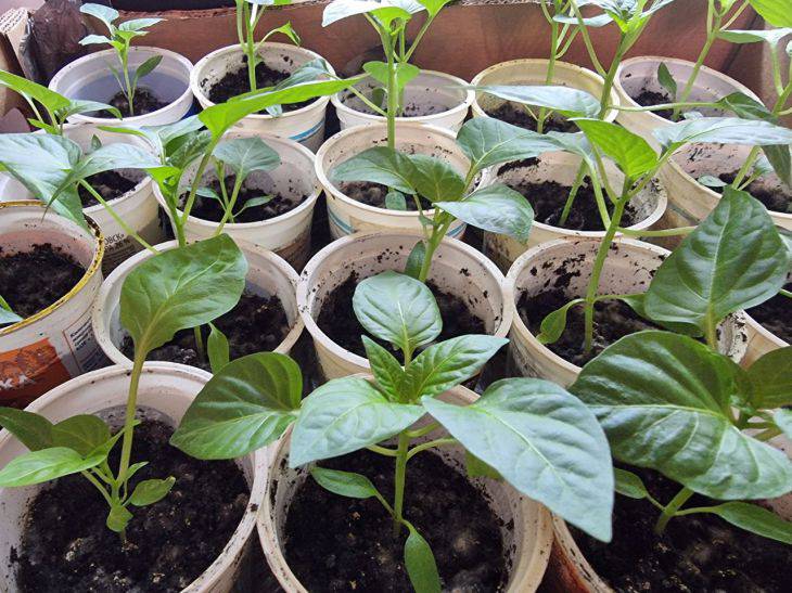 Самые благоприятные дни в марте: когда сажать перец на рассаду в марте 2025 года