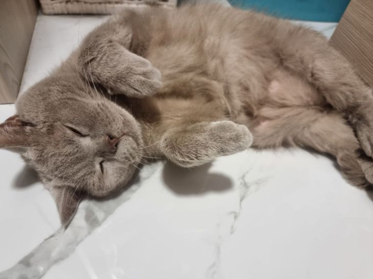 Сколько на самом деле спят кошки: результаты исследований, которые перевернут ваш график