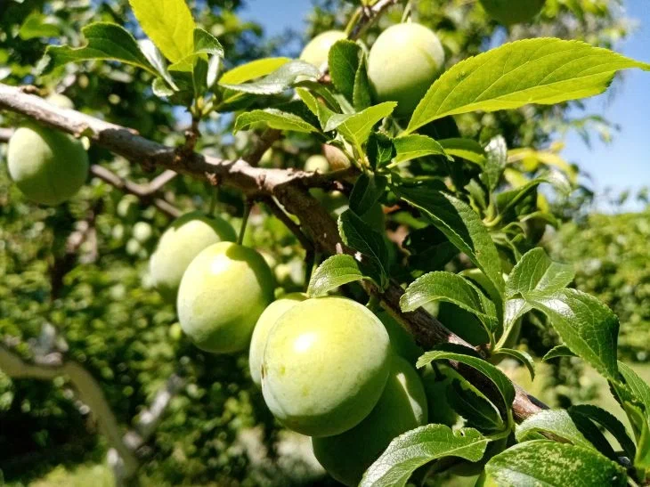 Сливы трескаются прямо на ветках: чем отчаявшиеся садоводы подкармливают деревья, чтобы спасти урожай