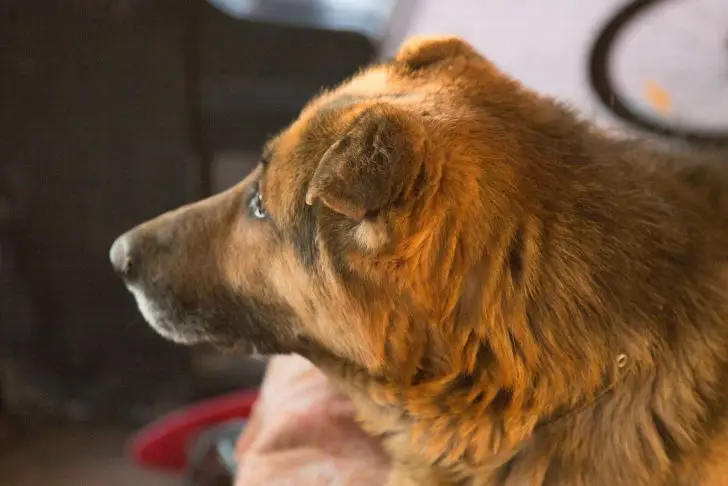 Собака положила голову вам на колени: этот жест означает не то, о чем вы думаете