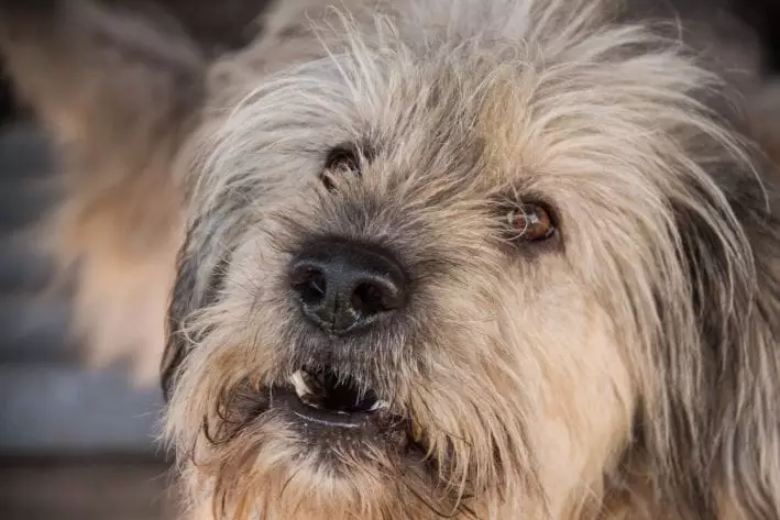 Собаки видят призраков? Факты, о которых молчат ветеринары