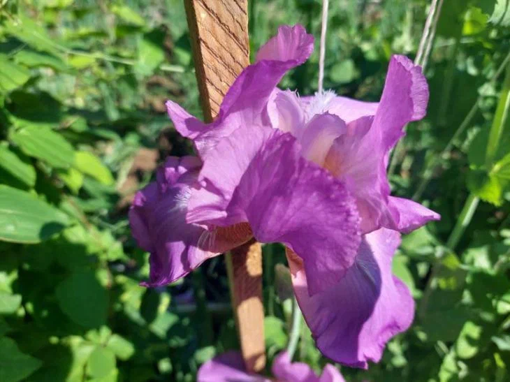 Соседи или враги? Вся правда о посадке ирисов и роз на одной клумбе