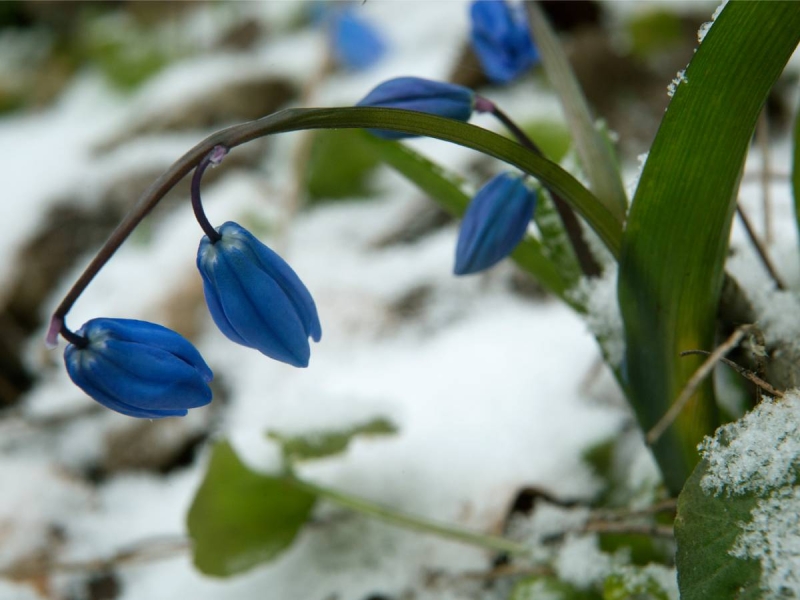 «Такого не было никогда за всю историю измерений»: в Москву и Подмосковье вернулась зима