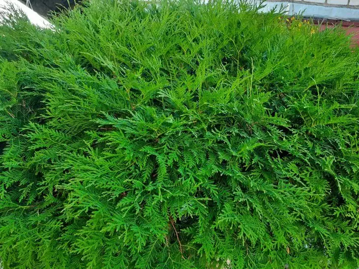 Только не можжевельник: какие еще растения нельзя сажать возле фруктовых деревьев и почему