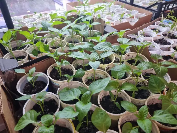 Ваш труд пойдет коту под хвост. Какую рассаду нельзя размещать на подоконнике