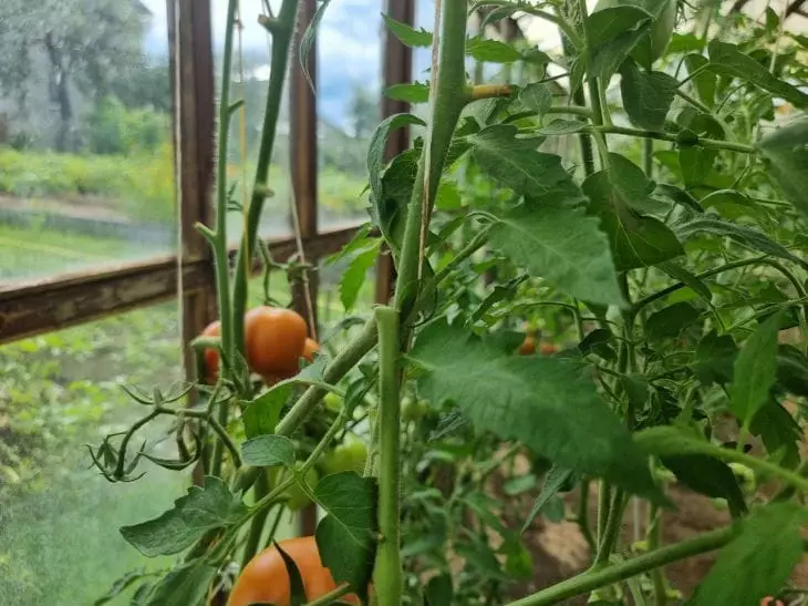 Ваши помидоры тайно плачут: вот что вы делаете не так уже 10 лет