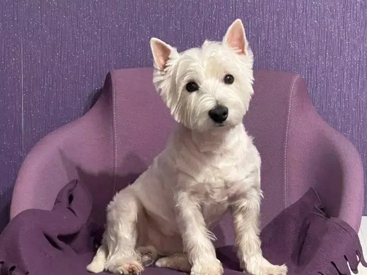 Вы кормите питомца не тем, чем нужно: как выбрать идеальный корм, чтобы не навредить