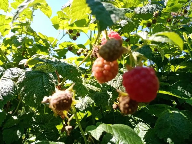 Зачем обрезать малину сразу после сбора: секрет двойного урожая в следующем году