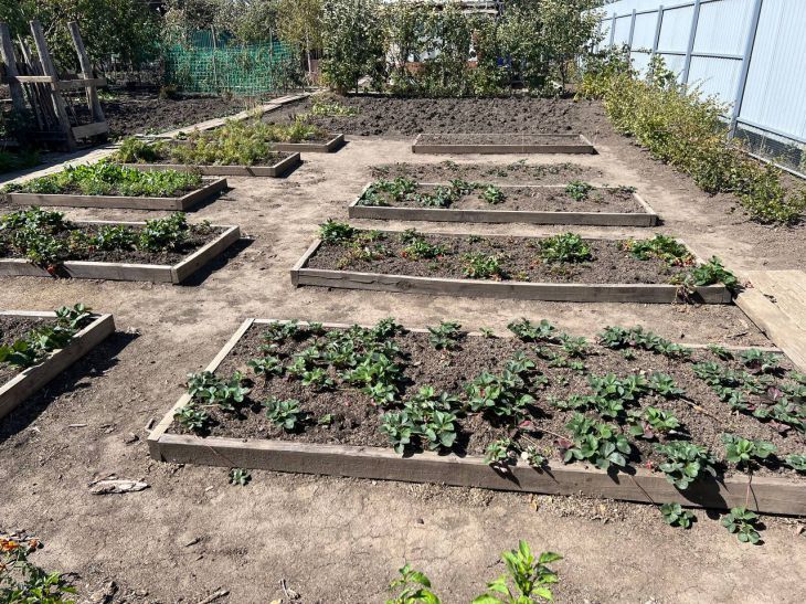 Зачем опытные дачники рассыпают крупы на своих огородах. Все дело в почве