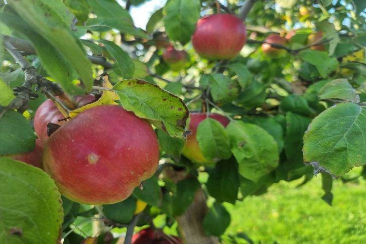 Зачем закапывать рыбу под яблоню: древний секрет невероятного урожая