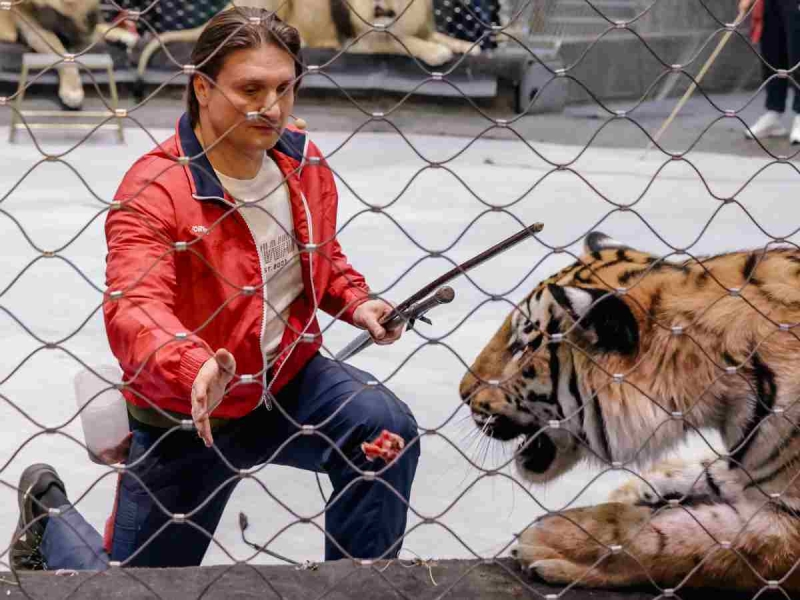 «Заходя в клетку к животным, я понимаю, что могу не вернуться»: как Эдгард Запашный регулярно жизнью рискует